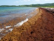 UNAM advierte sargazo en las costas del caribe