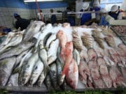 Hidalgo consumirá 4 mil toneladas de pescado en cuaresma Posta - Hidalgo consumirá 4 mil toneladas de pescado en cuaresma