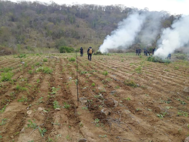 Quemaron 195 mil plantas de marihuana en Sonora Continúa el combate contra las drogas en Sonora
