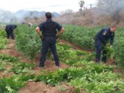 Aseguran plantío de marihuana en Álamos