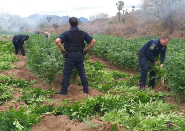 Aseguran plantío de marihuana en Álamos