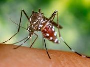 Aumentan casos de zika en Sonora Disminuyen casos de dengue y chikungunya