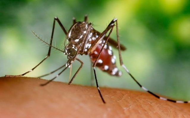 Aumentan casos de zika en Sonora Disminuyen casos de dengue y chikungunya