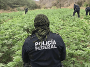 Destruyeron más de 88 mil toneladas de marihuana en Sonora La Policía Federal detectó tres plantíos de marihuana y una de amapola