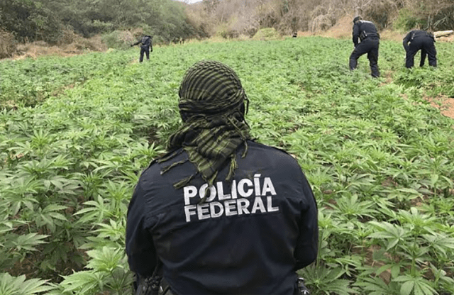 Destruyeron más de 88 mil toneladas de marihuana en Sonora La Policía Federal detectó tres plantíos de marihuana y una de amapola