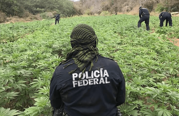 La Policía Federal detectó tres plantíos de marihuana y una de amapola