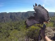 Hidalgo no cuenta con comités de vigilancia para fauna silvestre: Profepa Hidalgo no cuenta con comités de vigilancia para fauna silvestre: Profepa