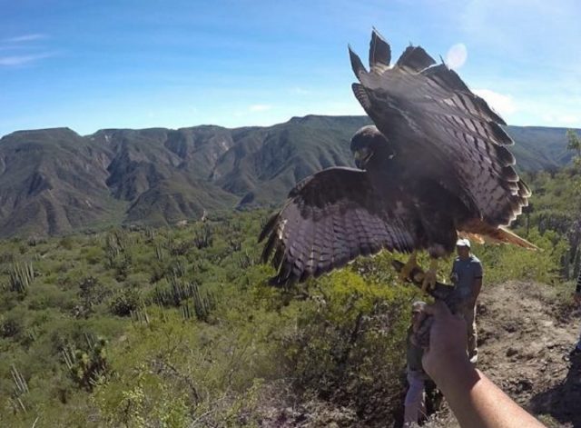 Hidalgo no cuenta con comités de vigilancia para fauna silvestre: Profepa Hidalgo no cuenta con comités de vigilancia para fauna silvestre: Profepa