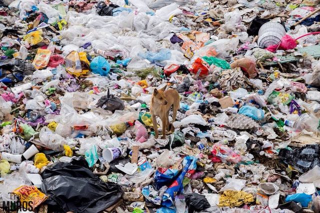 Edomex recibe nueve mil toneladas de basura diarias de la CDMX