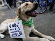 Plantean sancionar a quienes maltraten animales en la CDMX