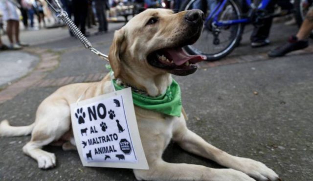 Plantean sancionar a quienes maltraten animales en la CDMX