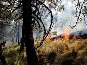 Edomex primer lugar en incendios forestales: Probosque