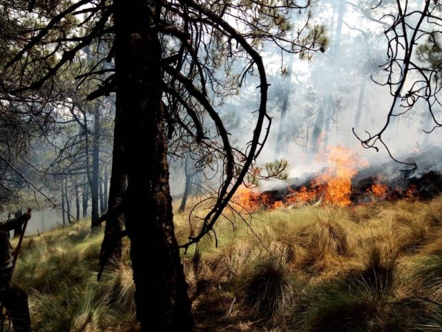 Edomex primer lugar en incendios forestales: Probosque