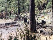 Tala clandestina amenaza al Ajusco