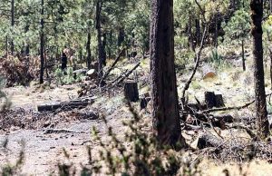 Tala clandestina amenaza al Ajusco