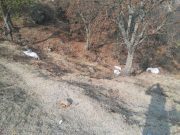 Encuentran restos humanos abandonados en Tepeji del Río