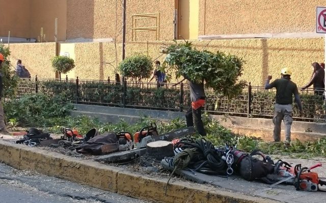 Hasta 50 millones de pesos de multa podría alcanzar el proyecto Mitikah Resarcir el daño y pagar una multa millonaria, exigen legisladores por tala ilegal de 60 árboles