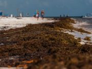 Quintana Roo va a la baja en turismo debido al aumento de sargazo El Financiero