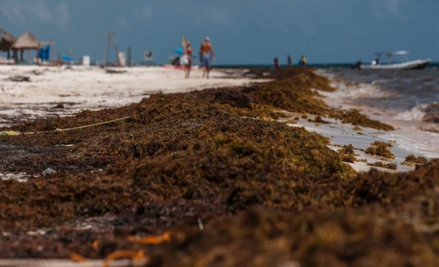 Quintana Roo va a la baja en turismo debido al aumento de sargazo El Financiero