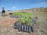 Iniciativa privada en Hidalgo reforestará la comunidad de Camelia Independiente Hidalgo - Iniciativa privada en Hidalgo reforestará la comunidad de Camelia