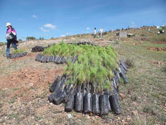 Iniciativa privada en Hidalgo reforestará la comunidad de Camelia Independiente Hidalgo - Iniciativa privada en Hidalgo reforestará la comunidad de Camelia