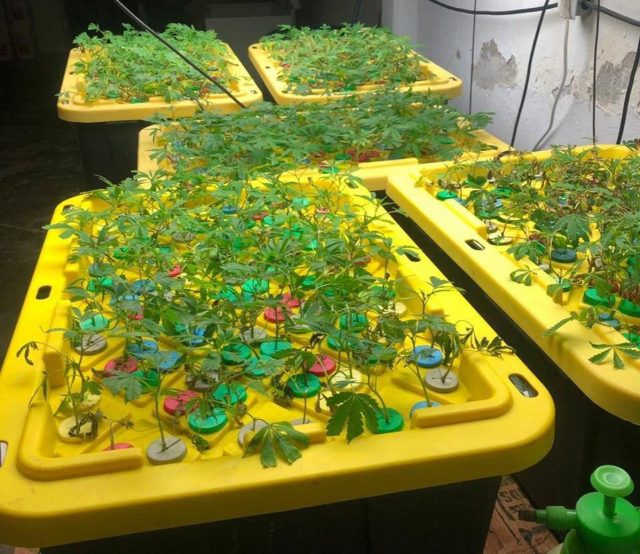 FGR encontró invernadero de marihuana en Ecatepec