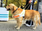 Buscan que robo de mascotas sea penado con cárcel Onda Fuerte Ventura - Buscan que robo de mascotas sea penado con cárcel