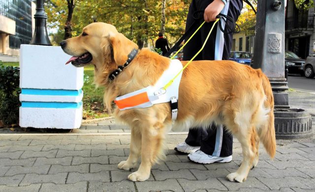 Buscan que robo de mascotas sea penado con cárcel Onda Fuerte Ventura - Buscan que robo de mascotas sea penado con cárcel