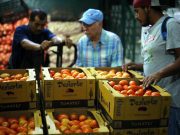 EUA impone arancel de 17.5% a jitomate mexicano; SE lamenta la decisión EUA impone arancel de 17.5% a jitomate mexicano; SE lamenta la decisión