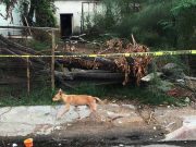 Fallecen dos personas devoradas por una jauría salvaje en Hermosillo Ambas víctimas presentaron heridas provocadas por fauna salvaje de la región