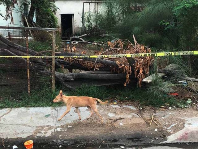 Fallecen dos personas devoradas por una jauría salvaje en Hermosillo Ambas víctimas presentaron heridas provocadas por fauna salvaje de la región