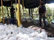 Incrementa narcomenudeo en Hidalgo; cristal, la droga más vendida Incrementa narcomenudeo en Hidalgo; cristal, la droga más vendida