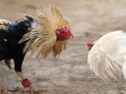 Temen animalistas hidalguenses la aprobación de peleas de gallos como Patrimonio cultural Temen animalistas hidalguenses la aprobación de peleas de gallos como Patrimonio cultural
