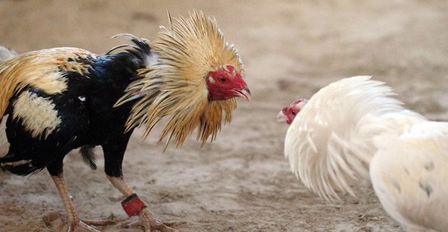 Temen animalistas hidalguenses la aprobación de peleas de gallos como Patrimonio cultural Temen animalistas hidalguenses la aprobación de peleas de gallos como Patrimonio cultural