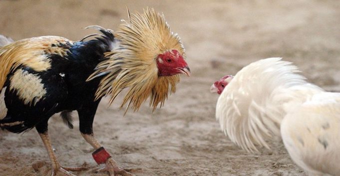 Temen animalistas hidalguenses la aprobación de peleas de gallos como Patrimonio cultural