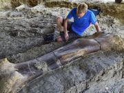 Hallan fémur de dinosaurio en perfectas condiciones en Francia La pieza pesa más de 500 kilos