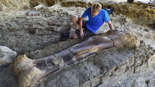 Hallan fémur de dinosaurio en perfectas condiciones en Francia La pieza pesa más de 500 kilos
