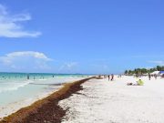 Sargazo arribará a costas de Tulum y Xcalak la próxima semana