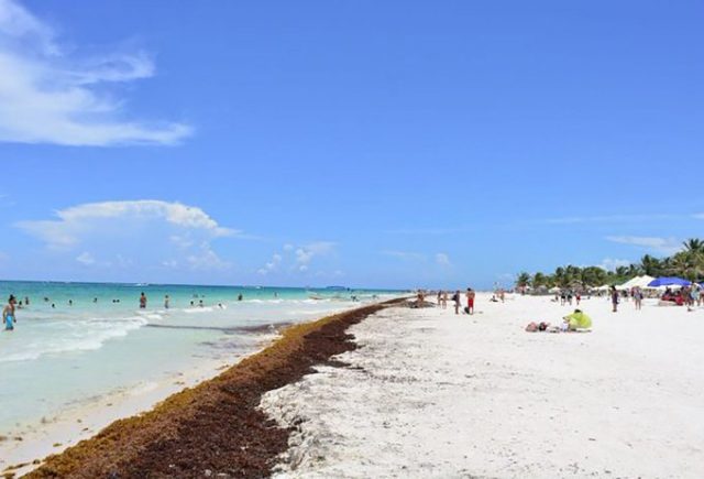 Sargazo arribará a costas de Tulum y Xcalak la próxima semana