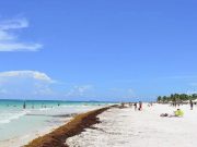 Sargazo arribará a costas de Tulum y Xcalak la próxima semana