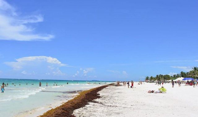 Sargazo arribará a costas de Tulum y Xcalak la próxima semana
