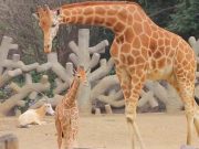 Presupuesto de zoológicos capitalinos aumentó en 2019