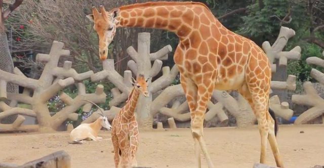 Presupuesto de zoológicos capitalinos aumentó en 2019