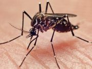 Se registran tres decesos por virus del dengue en Ayotoxco