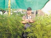 Descartan que existan sembradíos de marihuana en la CDMX
