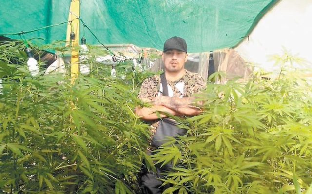 Descartan que existan sembradíos de marihuana en la CDMX