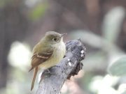 Descubren 19 especies de aves en área protegida