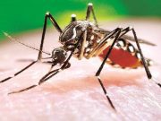 Casos de dengue aumentan en Hidalgo El nuevo día - Casos de dengue aumentan en Hidalgo