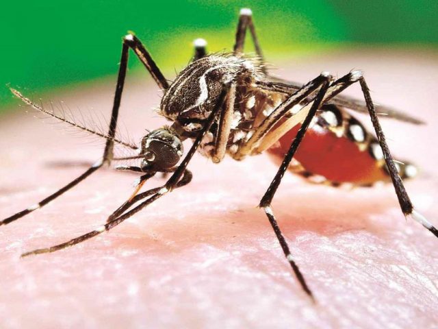 Casos de dengue aumentan en Hidalgo El nuevo día - Casos de dengue aumentan en Hidalgo