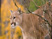 Hidalgo se mantiene al frente en biodiversidad El siglo de Torreón - Hidalgo se mantiene al frente en biodiversidad